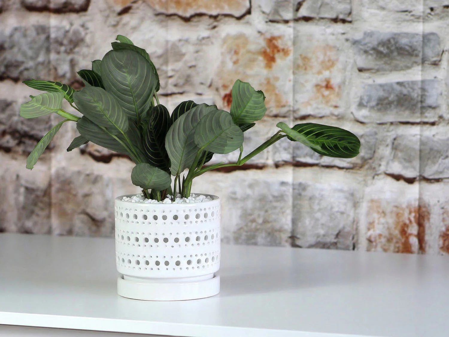Moon Gate Orchid Planter with Attached Saucer- Pastel By Plantatorem - Image 5