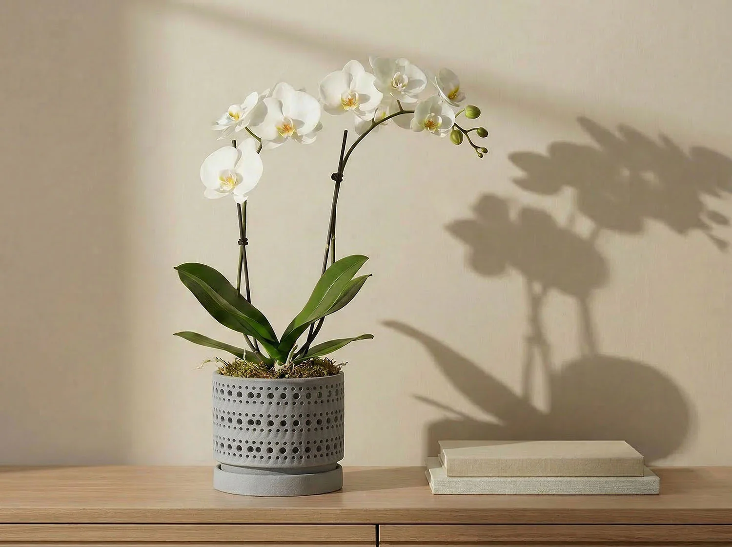 Moon Gate Orchid Planter with Attached Saucer - Sand By Plantatorem - Image 11
