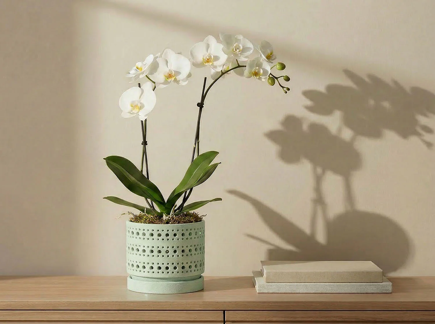 Moon Gate Orchid Planter with Attached Saucer - Sand By Plantatorem - Image 2