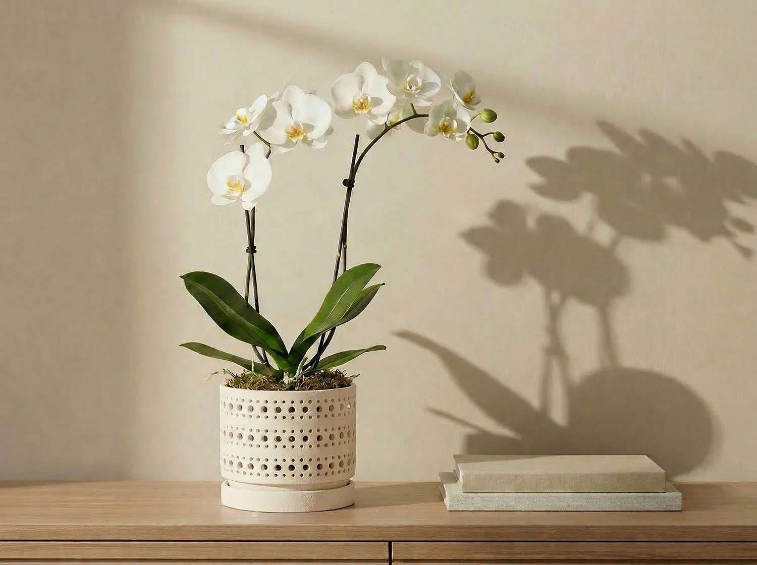 Moon Gate Orchid Planter with Attached Saucer - Sand By Plantatorem - Image 5