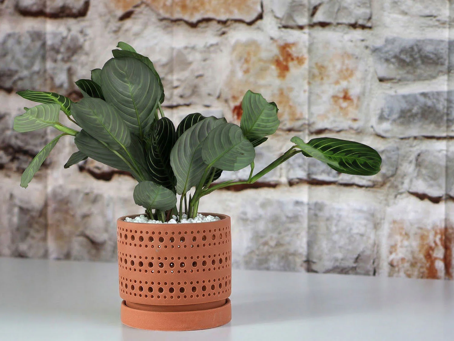 Moon Gate Orchid Planter with Attached Saucer - Sand By Plantatorem - Image 7