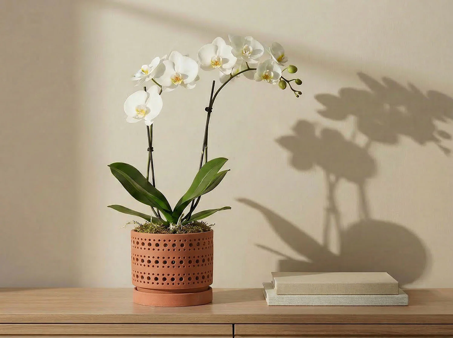 Moon Gate Orchid Planter with Attached Saucer - Sand By Plantatorem - Image 8