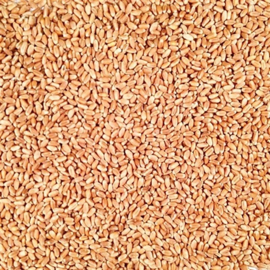 Organic Hard Red Winter Wheat | 2 lb | Pack of 6 | Non-GMO | Shipping Included | Grain Place Foods - Image 7