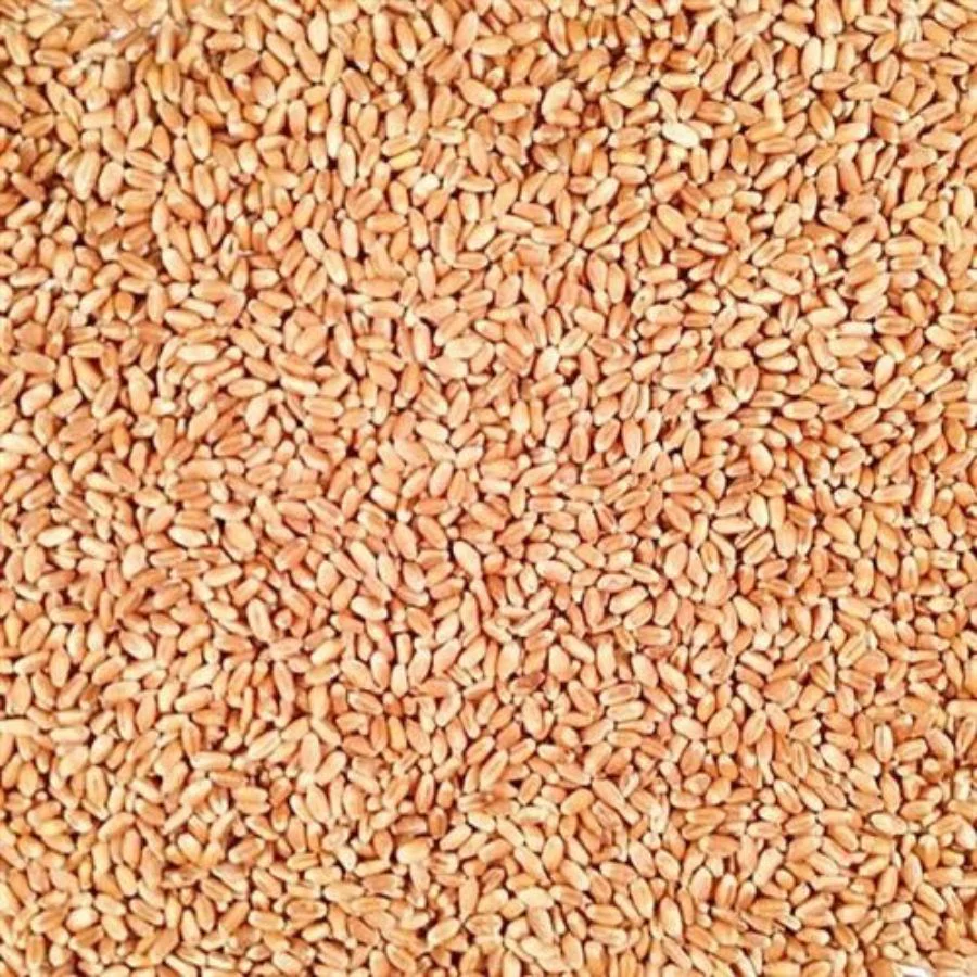 Organic Hard White Winter Wheat | 25 lb | Pack of 2 | Non-GMO | Shipping Included | Grain Place Foods - Image 3
