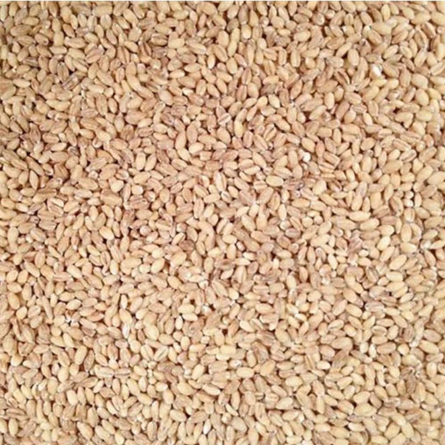 Organic Hulled Barley | 5 lb | Pack of 2 | Non-GMO | Grain Place Foods - Image 3