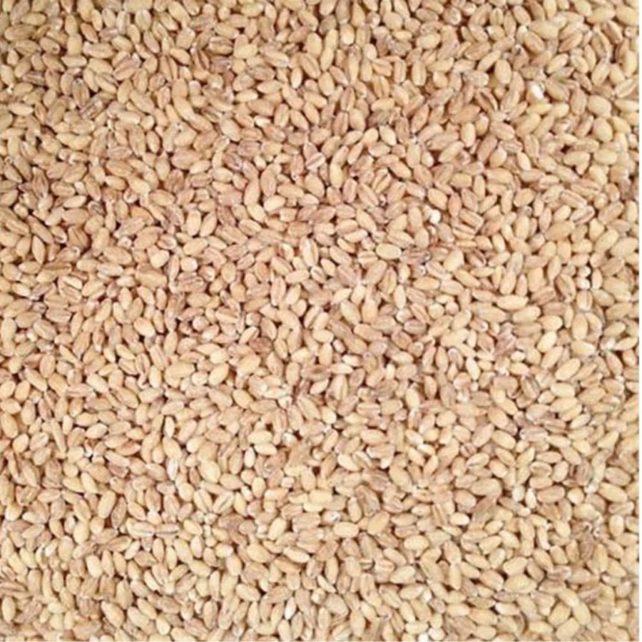 Organic Hulled Barley | Pack of 10 | 2 lb | Non-GMO | Grain Place Foods - Image 4