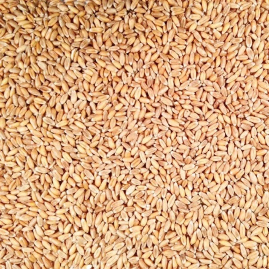 Organic Hulled Spelt | 2 lb | Pack of 4 | Non-GMO | Shipping Included | Grain Place Foods - Image 7