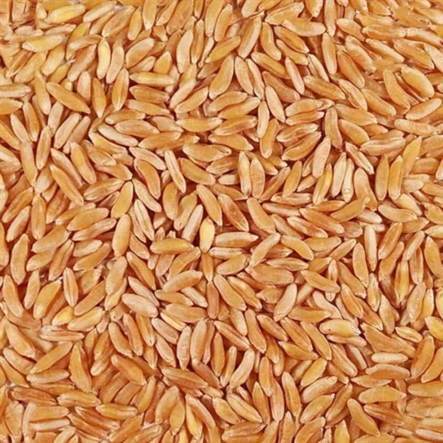 Organic Kamut Khorasan Wheat | 2 lb | Pack of 2 | Non-GMO | Grain Place Foods - Image 4