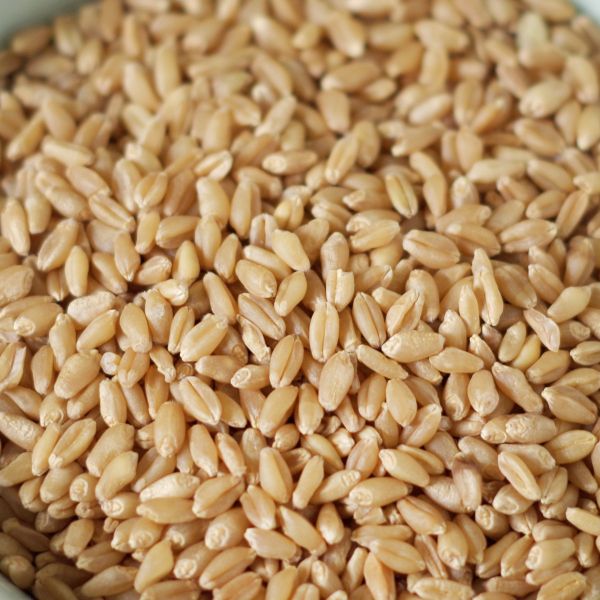 Organic Rolled Hard White Winter Wheat | Pack of 2 | 25 lb | Non-GMO | Shipping Included | Grain Place Foods - Image 3