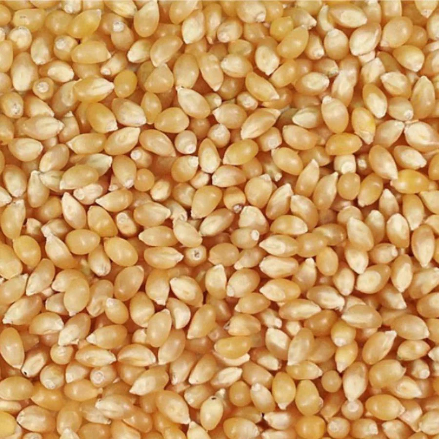 Organic White Popcorn Kernels | Pack of 2 | 2 lb | Non-GMO | Grain Place Foods - Image 4