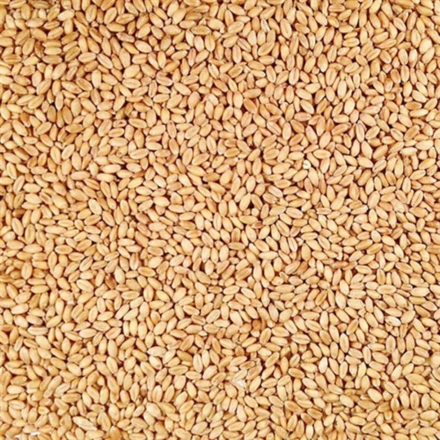 Organic White Winter Wheat | 2 lb | Pack of 2 | Non-GMO | Grain Place Foods - Image 8