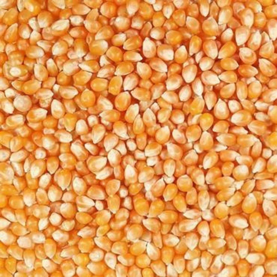 Organic Yellow Popcorn | 2 lb | Pack of 2 | Non-GMO | Grain Place Foods - Image 3
