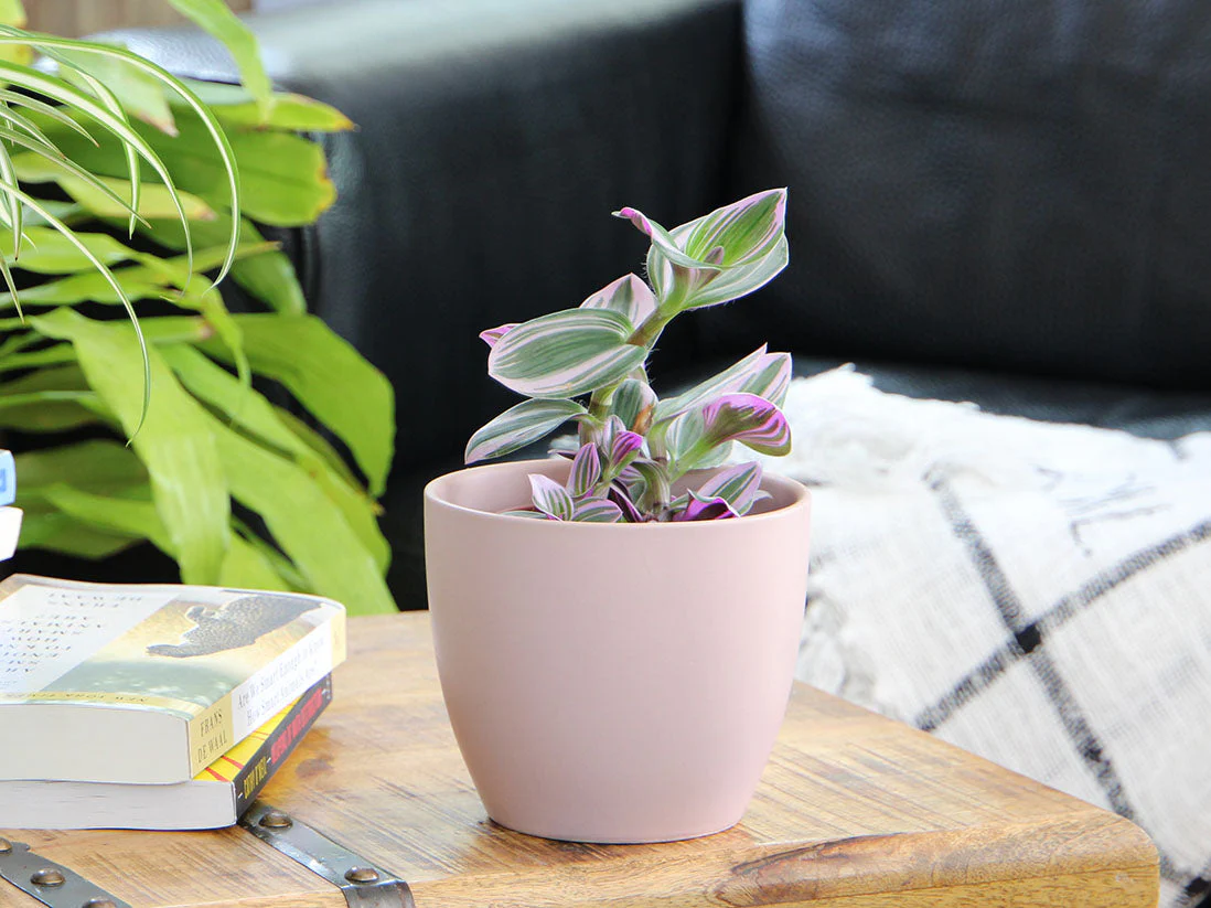 Peace Lily Cache Pot 10.0" D x 8.5" H By Plantatorem - Image 6