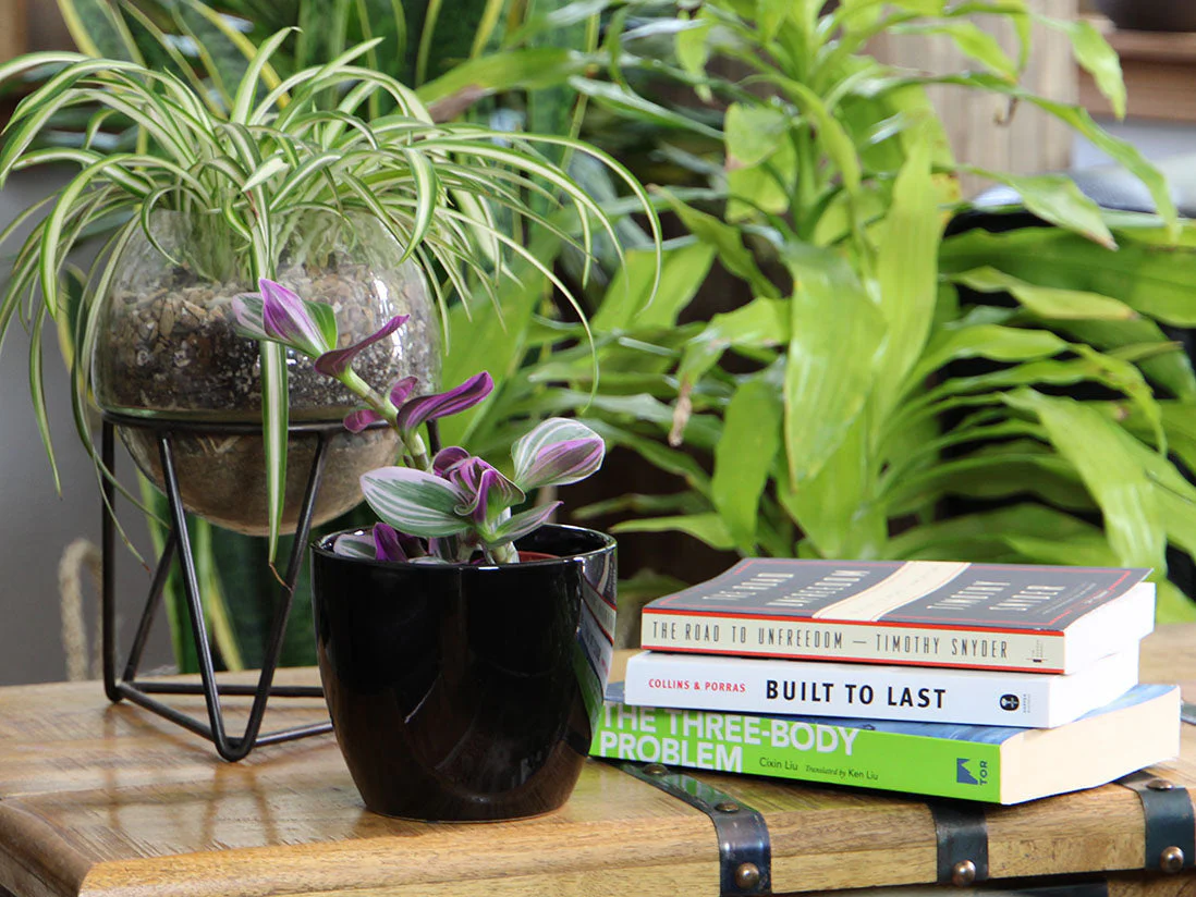 Peace Lily Cache Pot 10.0" D x 8.5" H By Plantatorem - Image 8