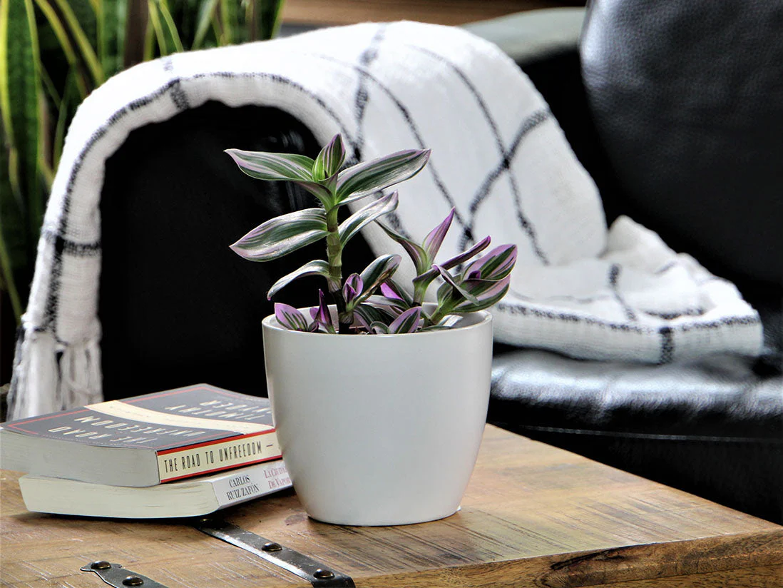 Peace Lily Cache Pot- 5.5" x 4.5" By Plantatorem - Image 13
