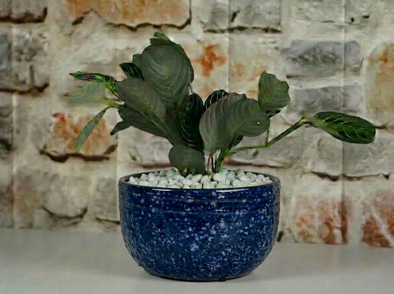 Pebble Beach Bowls - Image 4