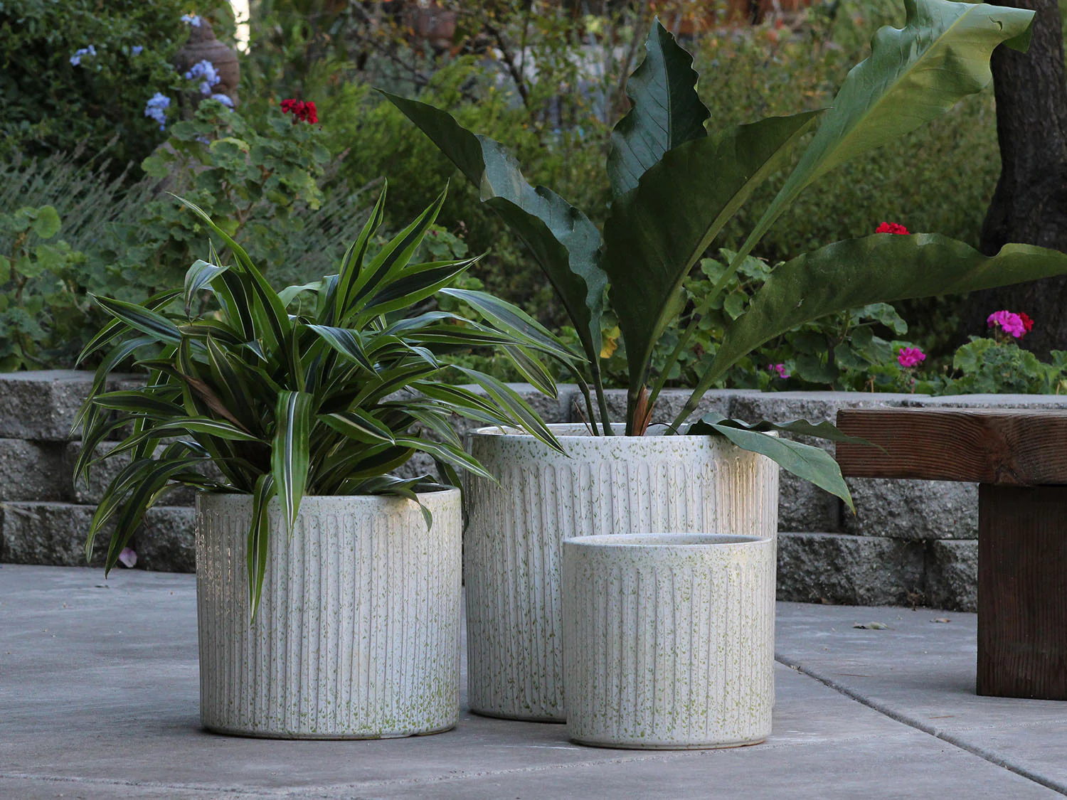 Peony Pot - Image 7