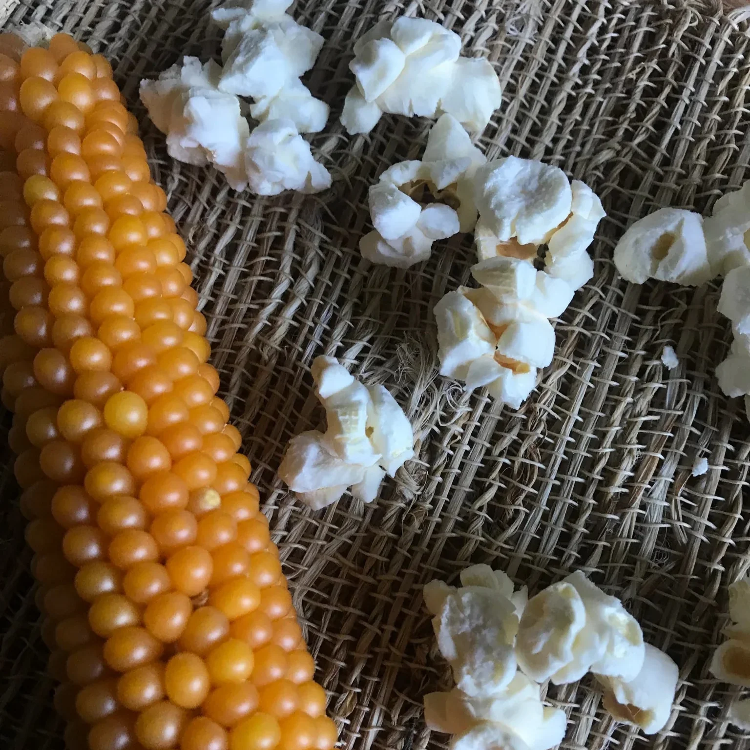 Popping Ear | Yellow Un-Popped Popcorn | Pack of 6 | Non-GMO | Free Day Popcorn - Image 8