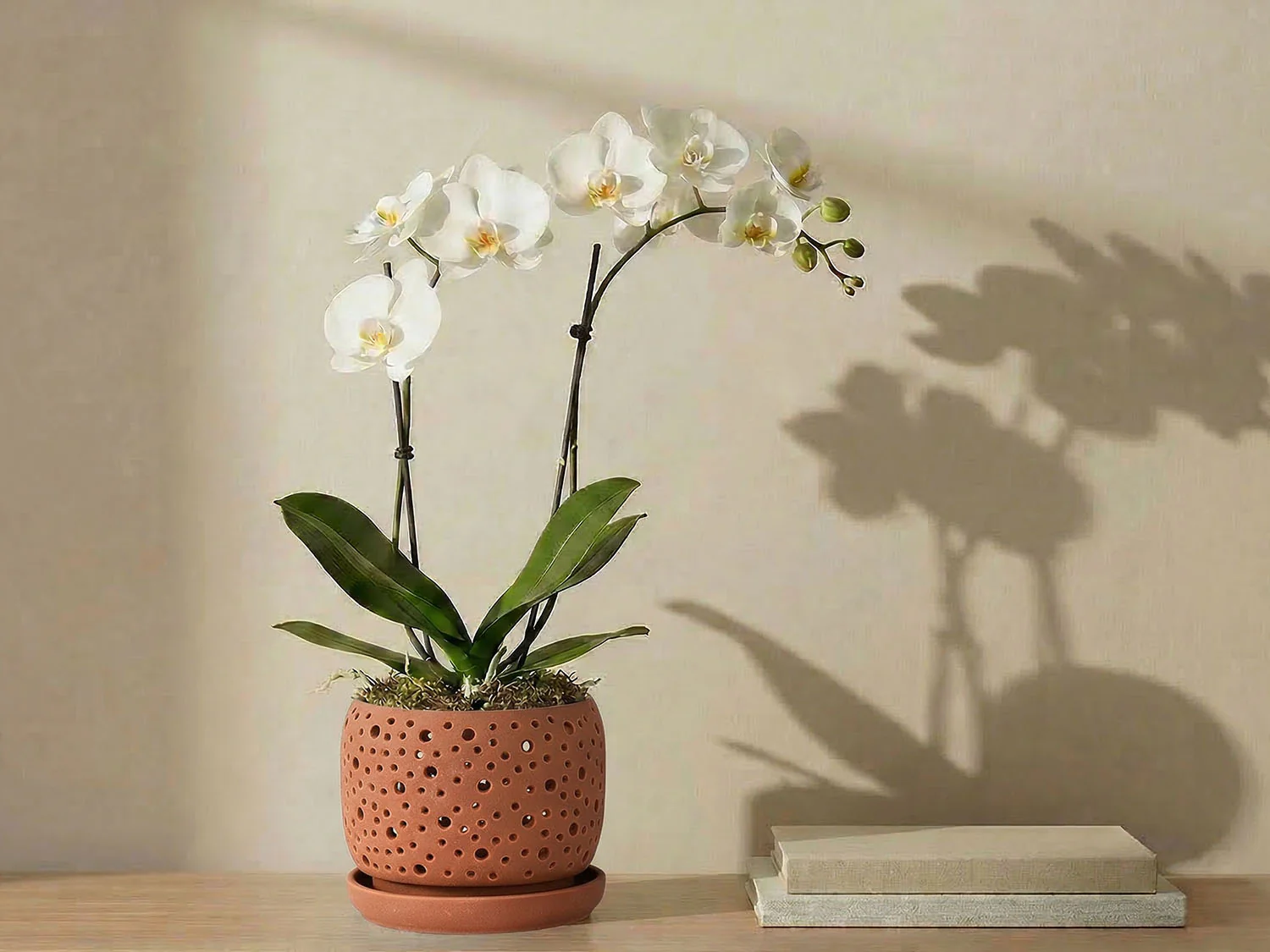 Rain Drop Orchid Planter-Sand By Plantatorem - Image 2