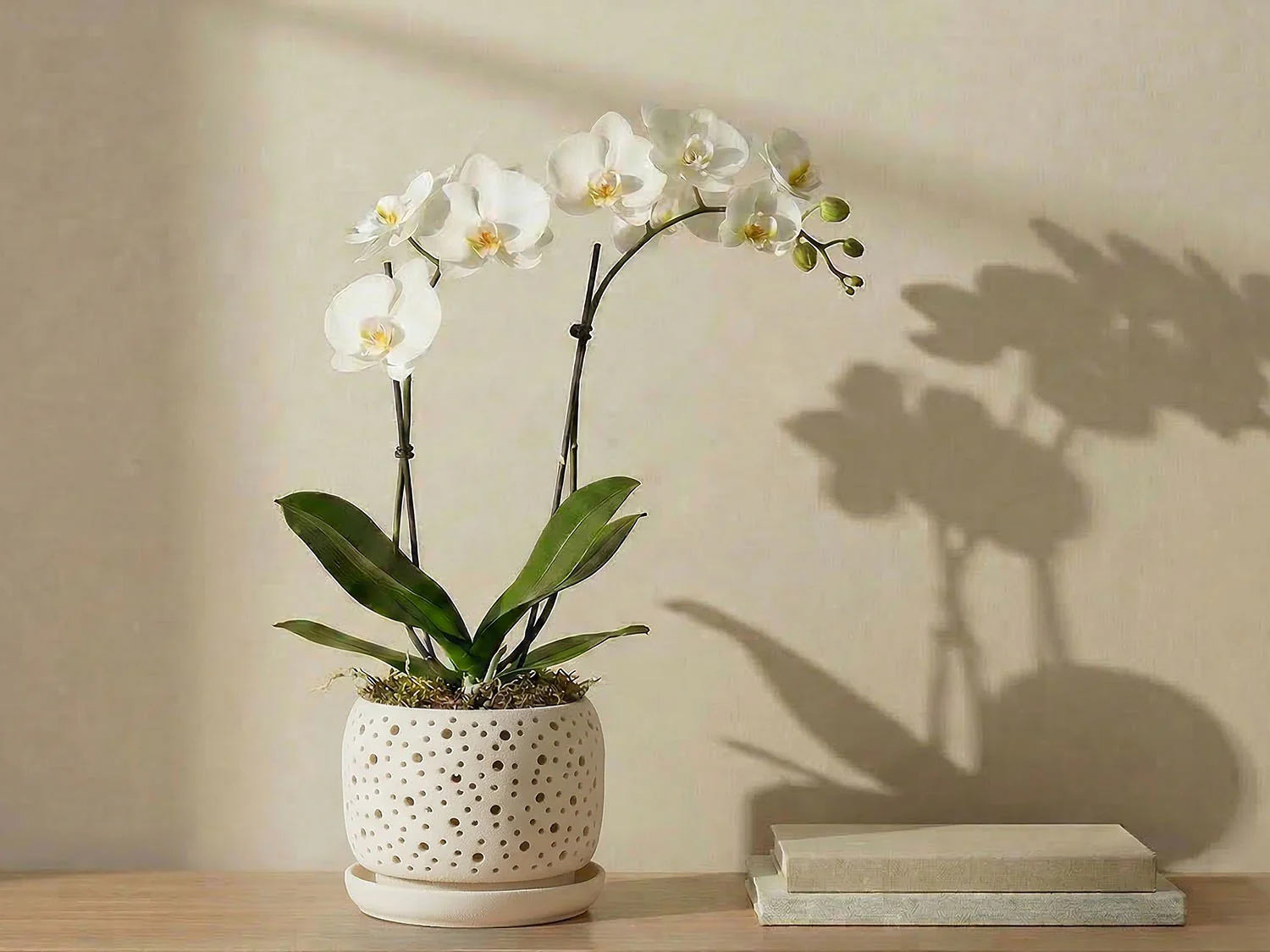 Rain Drop Orchid Planter-Sand By Plantatorem - Image 5