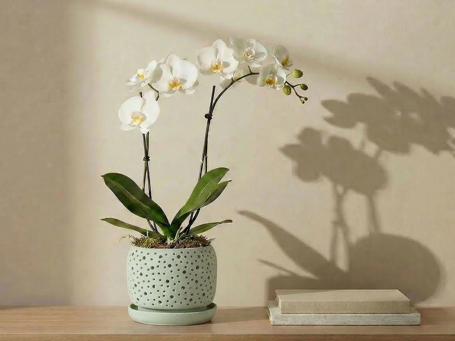 Rain Drop Orchid Planter-Sand By Plantatorem - Image 8