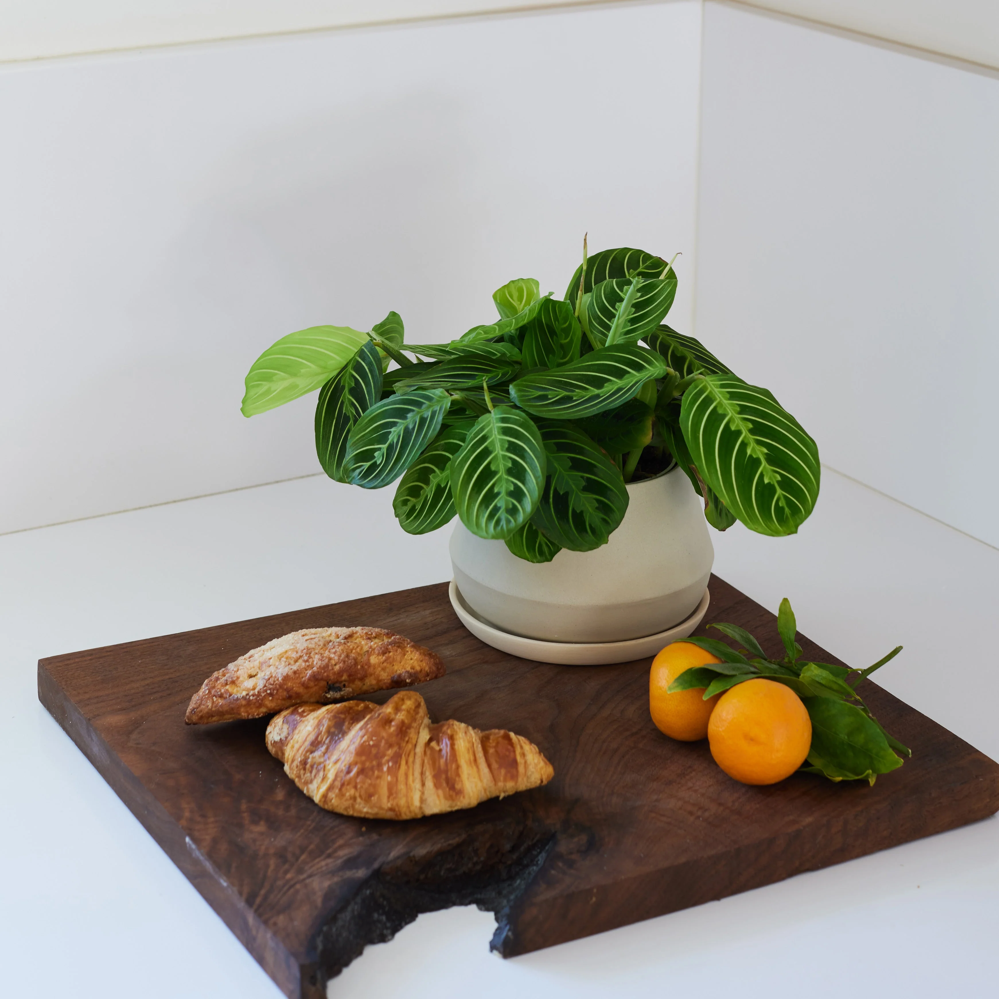 The Rancho Planter - Image 7