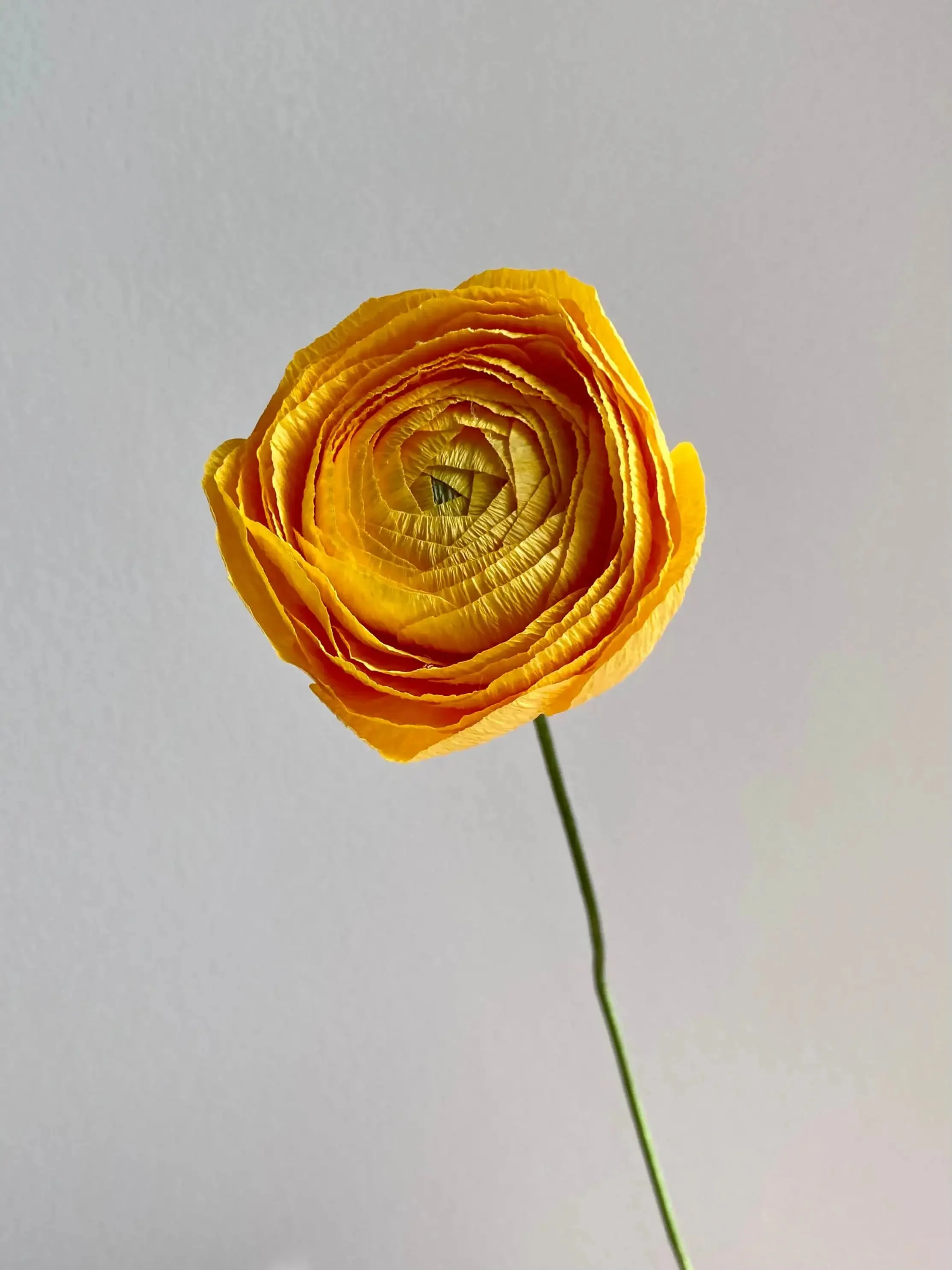 Ranunculus Single Stem | Paper Flower Decor - Image 11