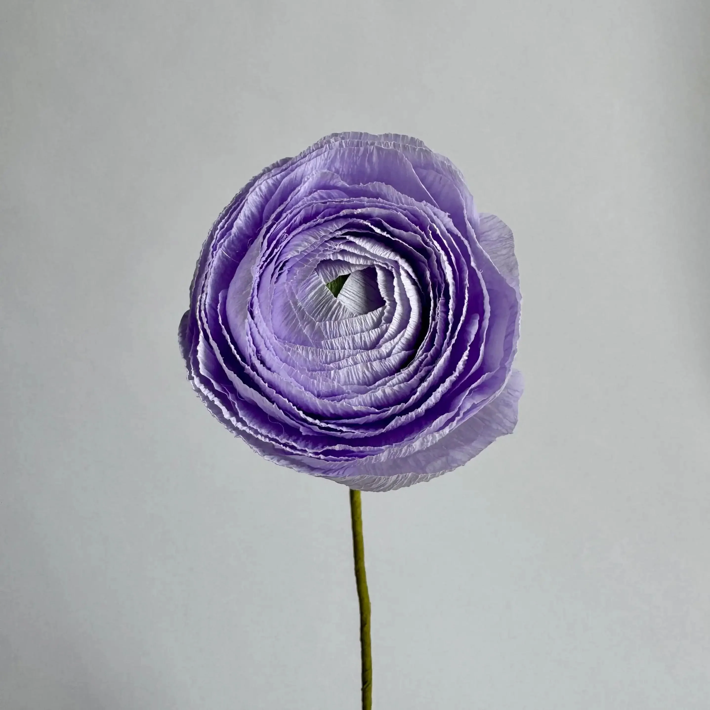 Ranunculus Single Stem | Paper Flower Decor - Image 13