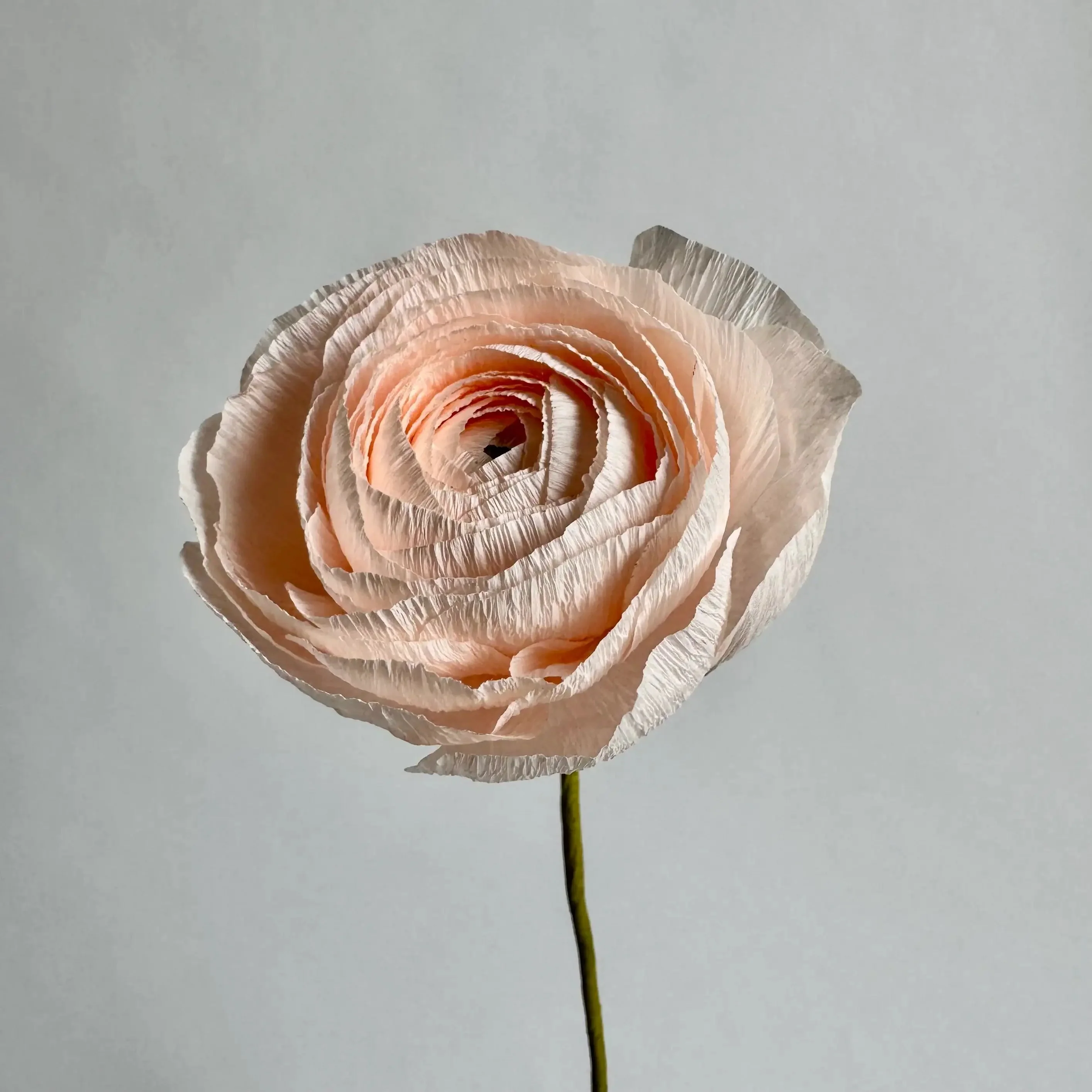 Ranunculus Single Stem | Paper Flower Decor - Image 14