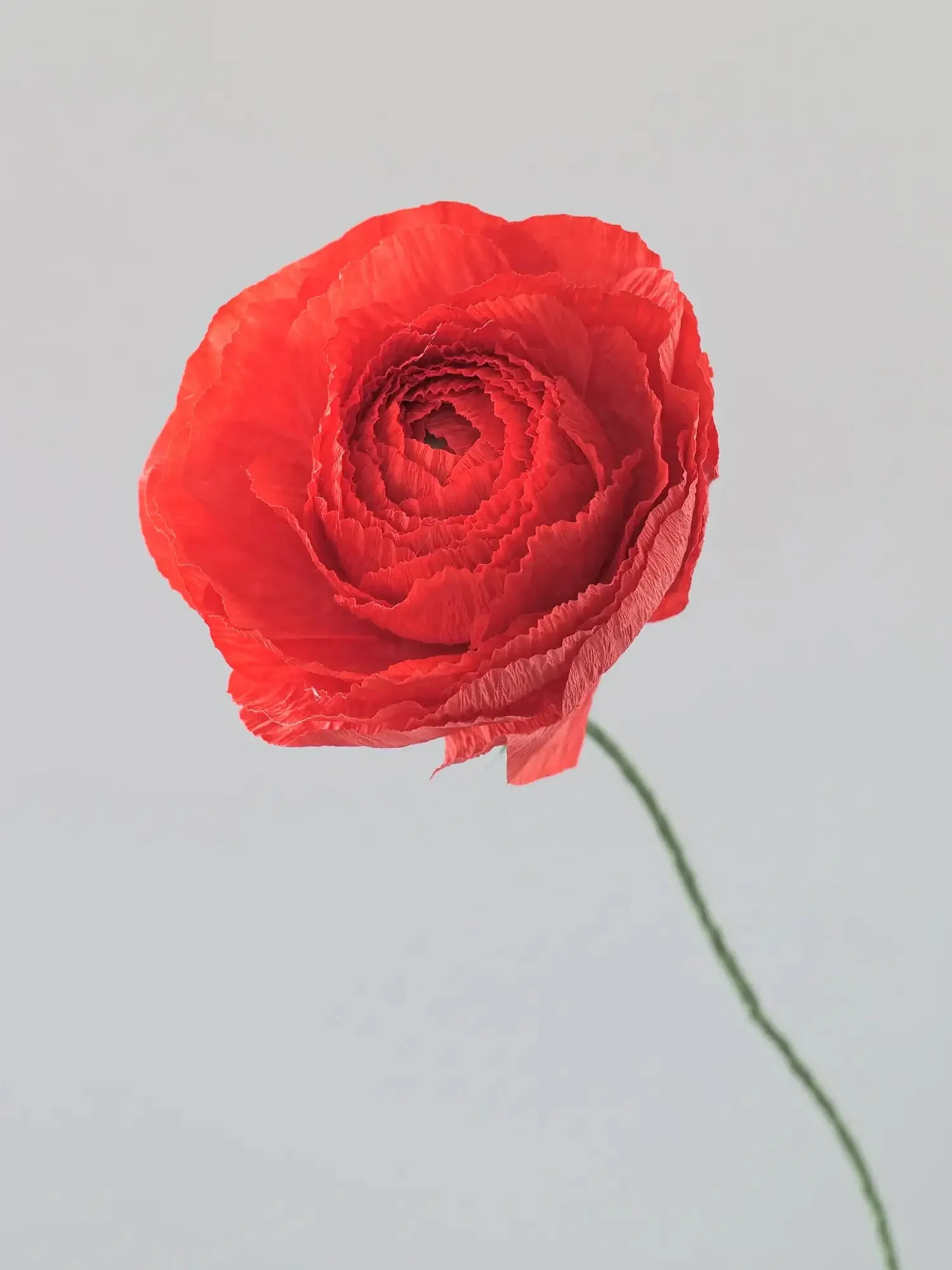 Ranunculus Single Stem | Paper Flower Decor - Image 4
