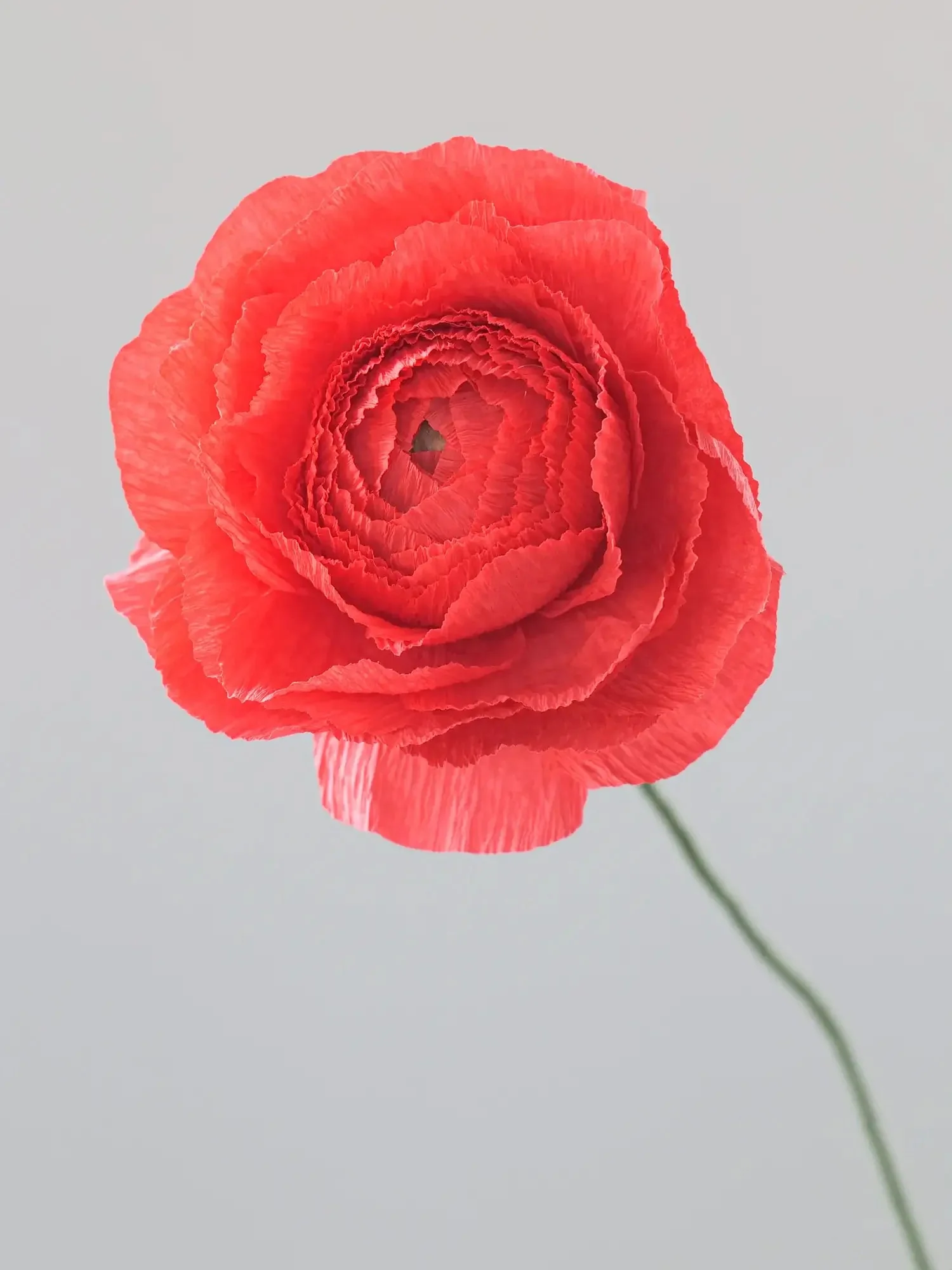Ranunculus Single Stem | Paper Flower Decor - Image 5