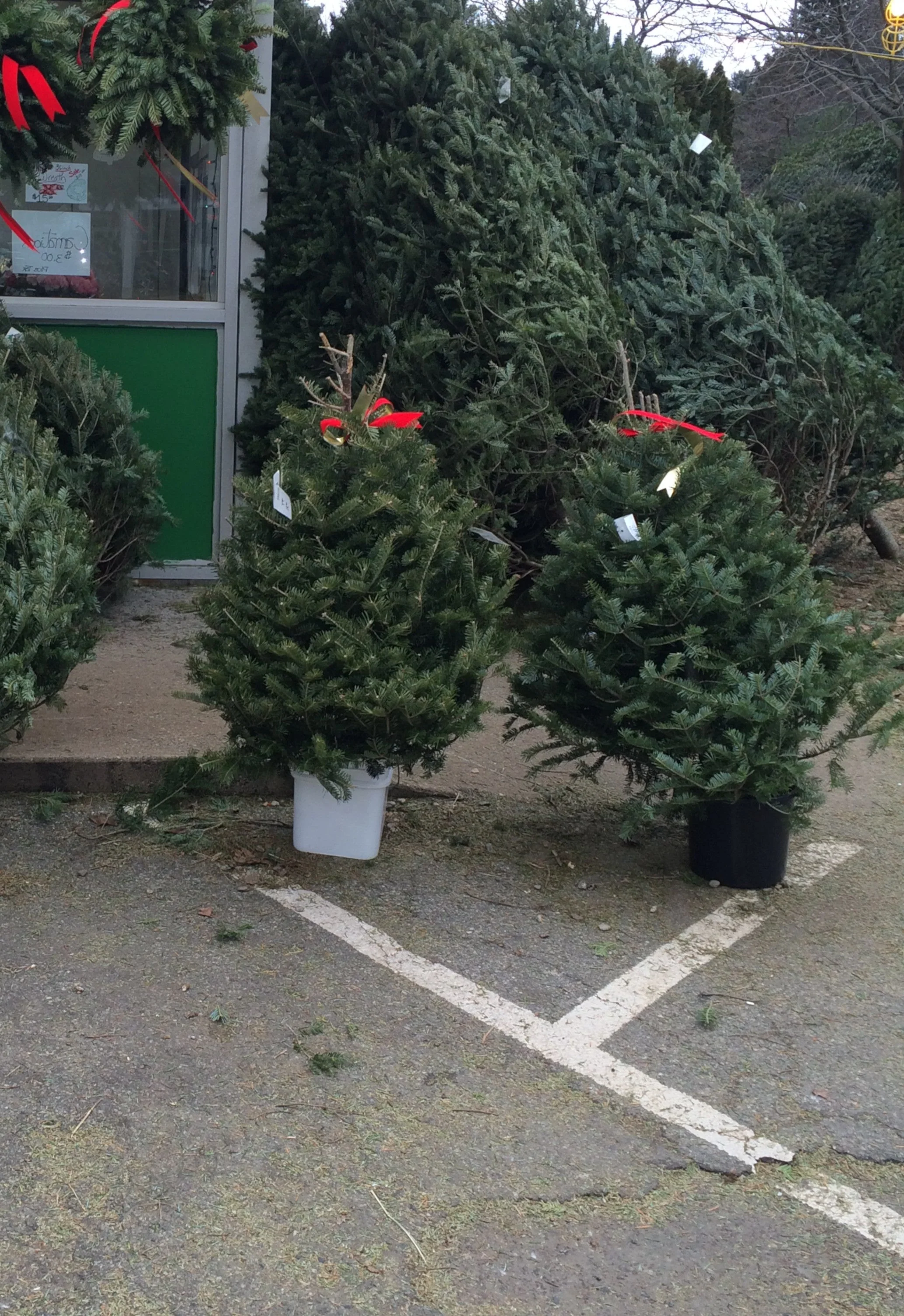 Real Christmas Trees Delivered 3 Foot Balsam Fir Tabletop Christmas Tree - Image 3
