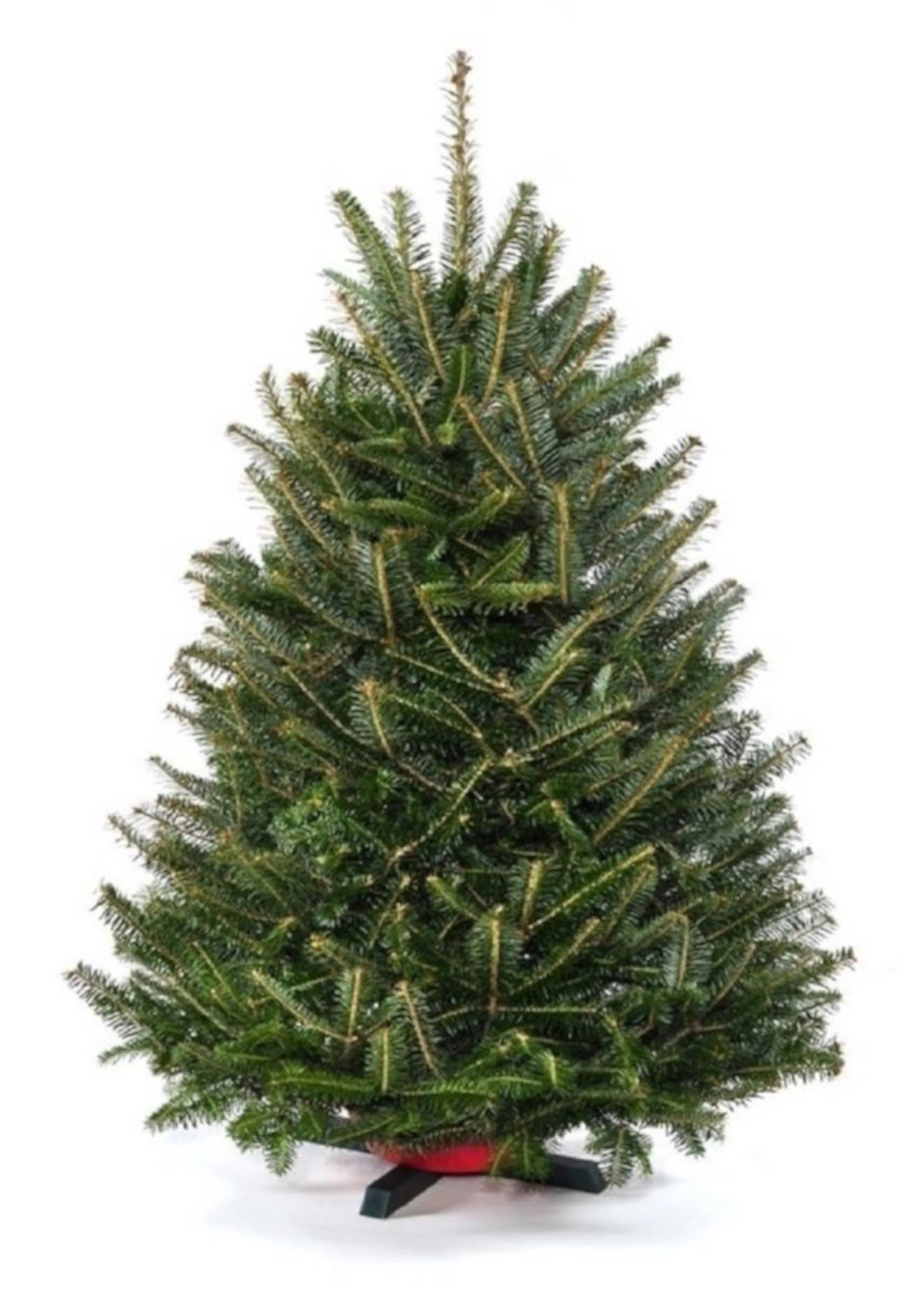 Real Christmas Trees Delivered 3 Foot Balsam Fir Tabletop Christmas Tree - Image 4