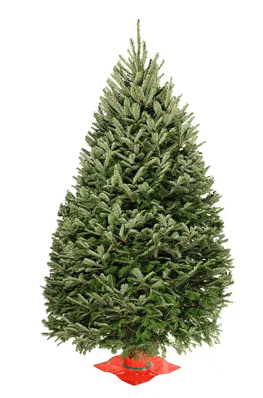 Real Christmas Trees Delivered 4 Foot Premium Balsam Fir Christmas Tree - Image 3