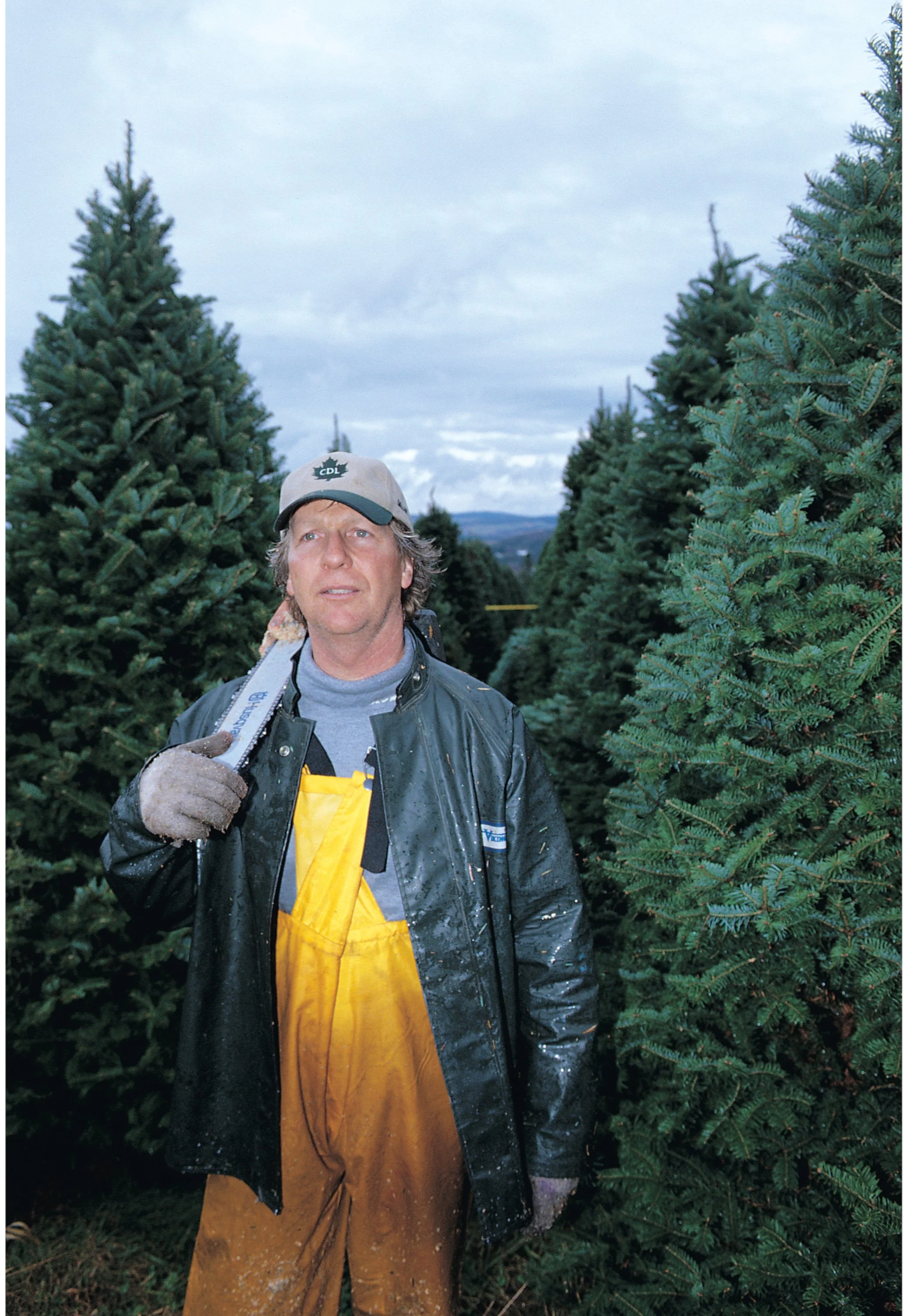 Real Christmas Trees Delivered 4 Foot Premium Balsam Fir Christmas Tree - Image 4