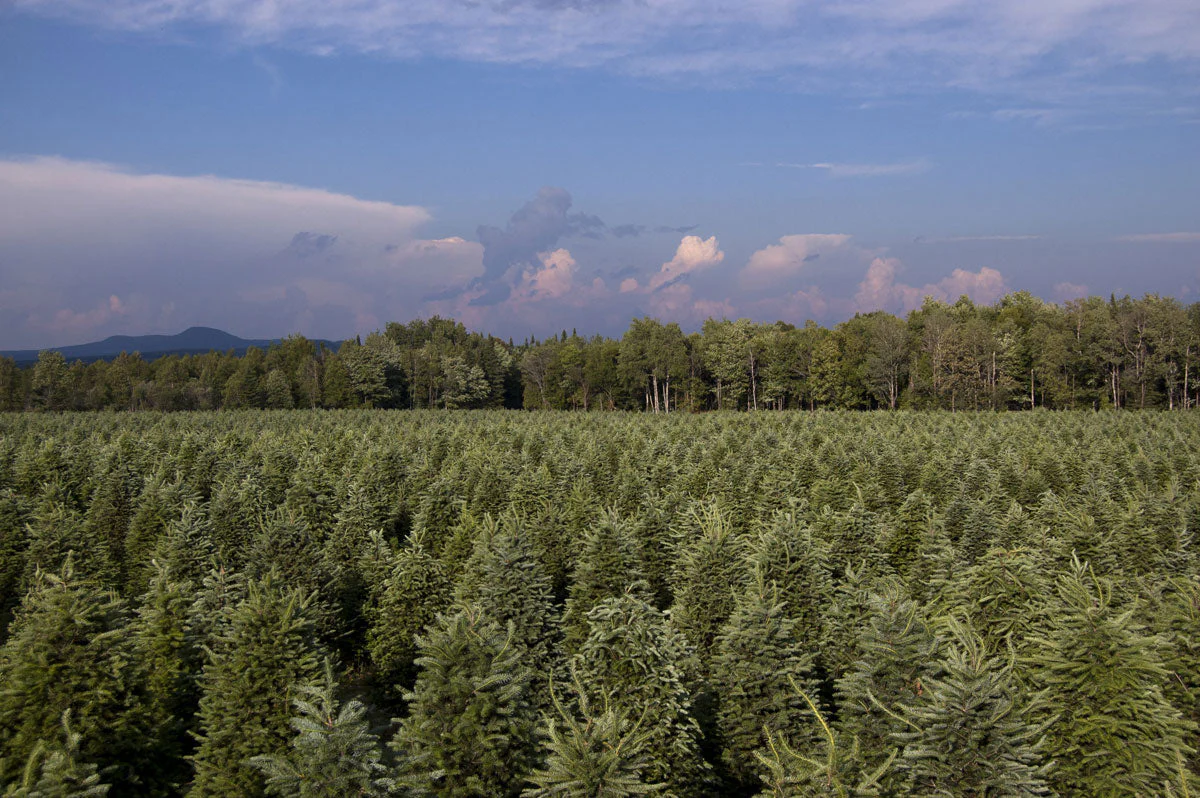 Real Christmas Trees Delivered 5 Foot Premium Balsam Fir Christmas Tree - Image 6