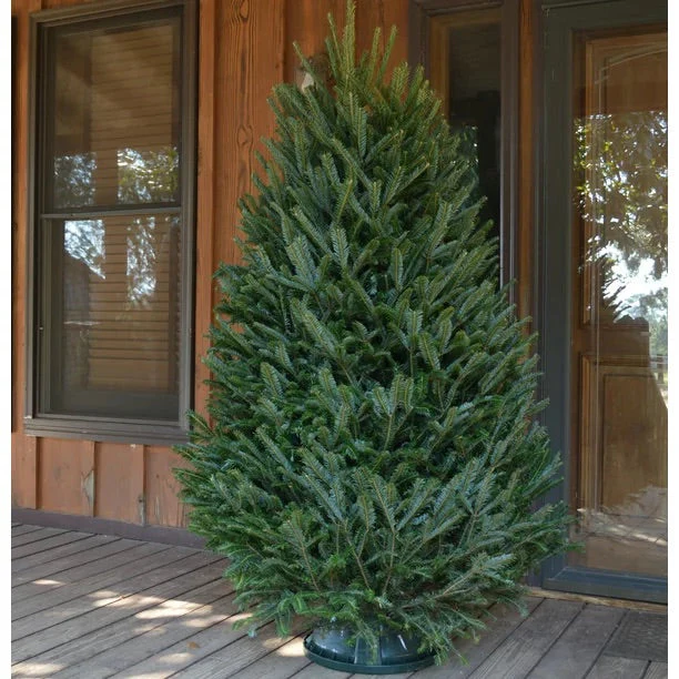 Real Christmas Trees Delivered 5 Foot Premium Fraser Fir - Image 3