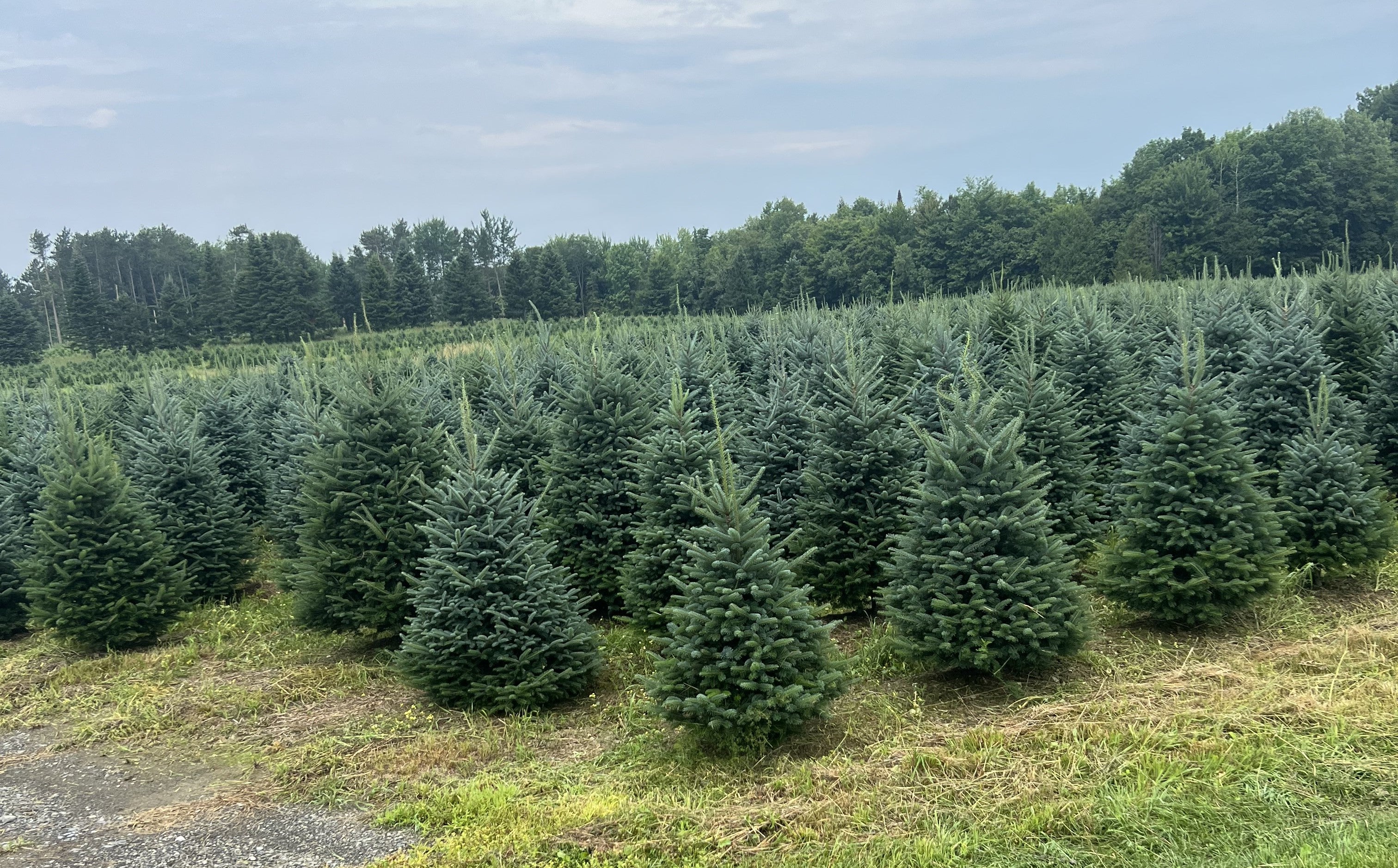 Real Christmas Trees Delivered 5 Foot Premium Fraser Fir - Image 4