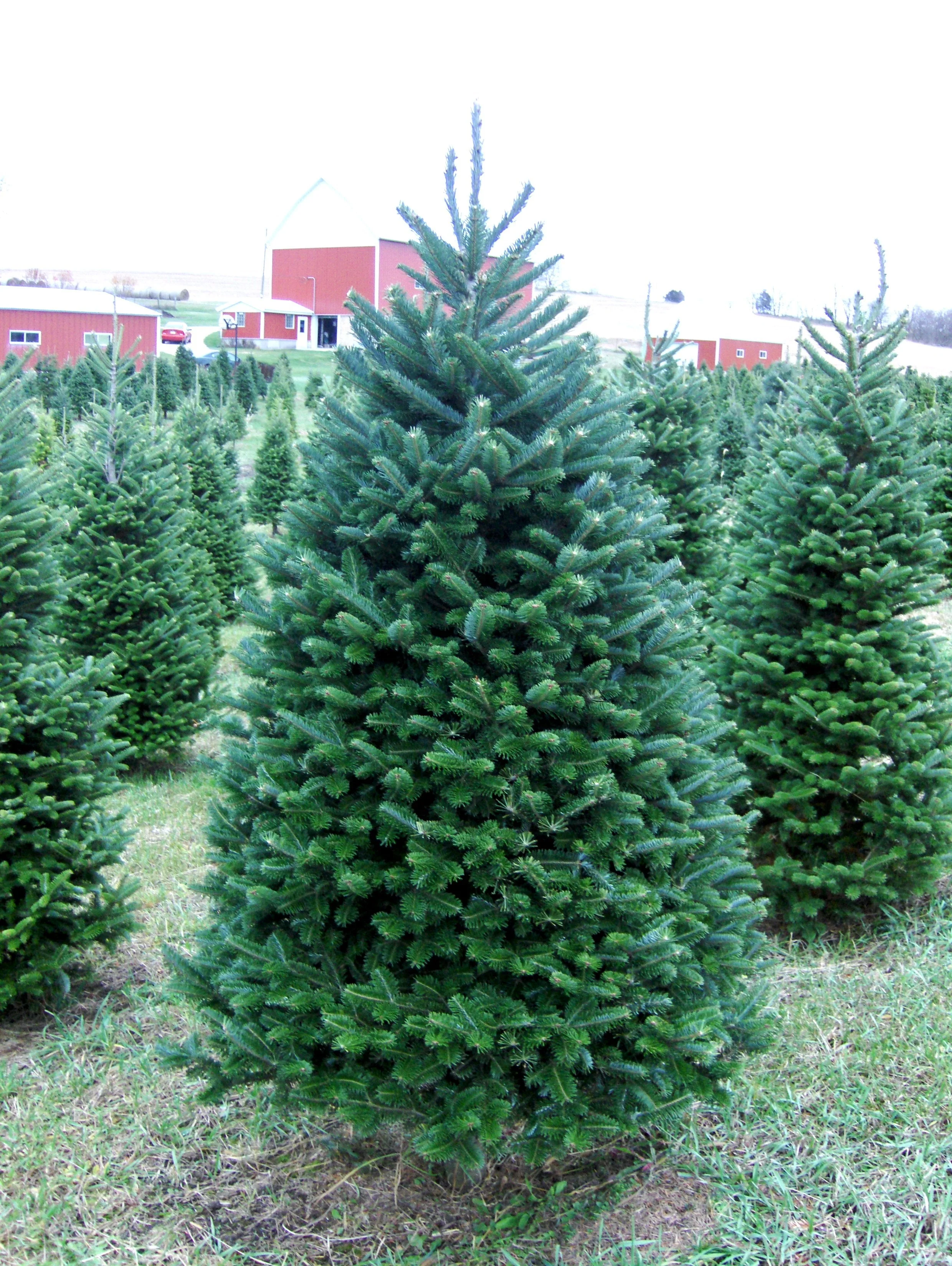 Real Christmas Trees Delivered 6 Foot Premium Balsam Fir Christmas Tree - Image 4