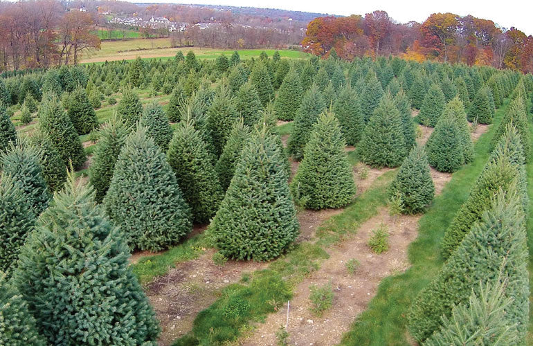 Real Christmas Trees Delivered 6 Foot Premium Balsam Fir Christmas Tree - Image 7