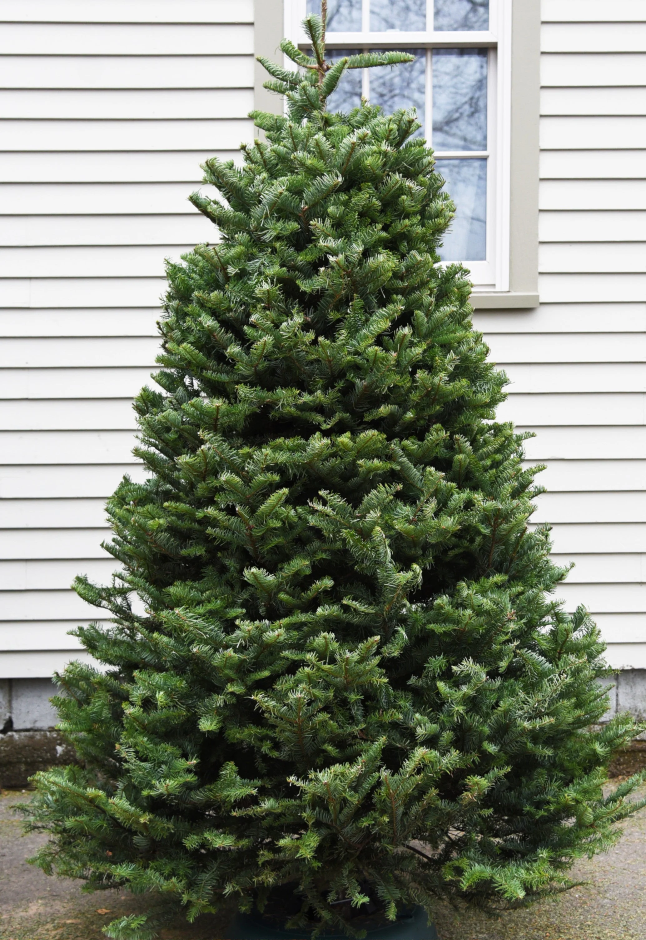 Real Christmas Trees Delivered 7 Foot Premium Balsam Fir Christmas Tree - Image 3