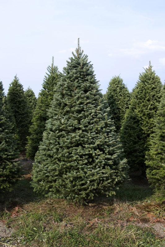 Real Christmas Trees Delivered 7 Foot Premium Balsam-Fraser Fir Hybrid - Image 5