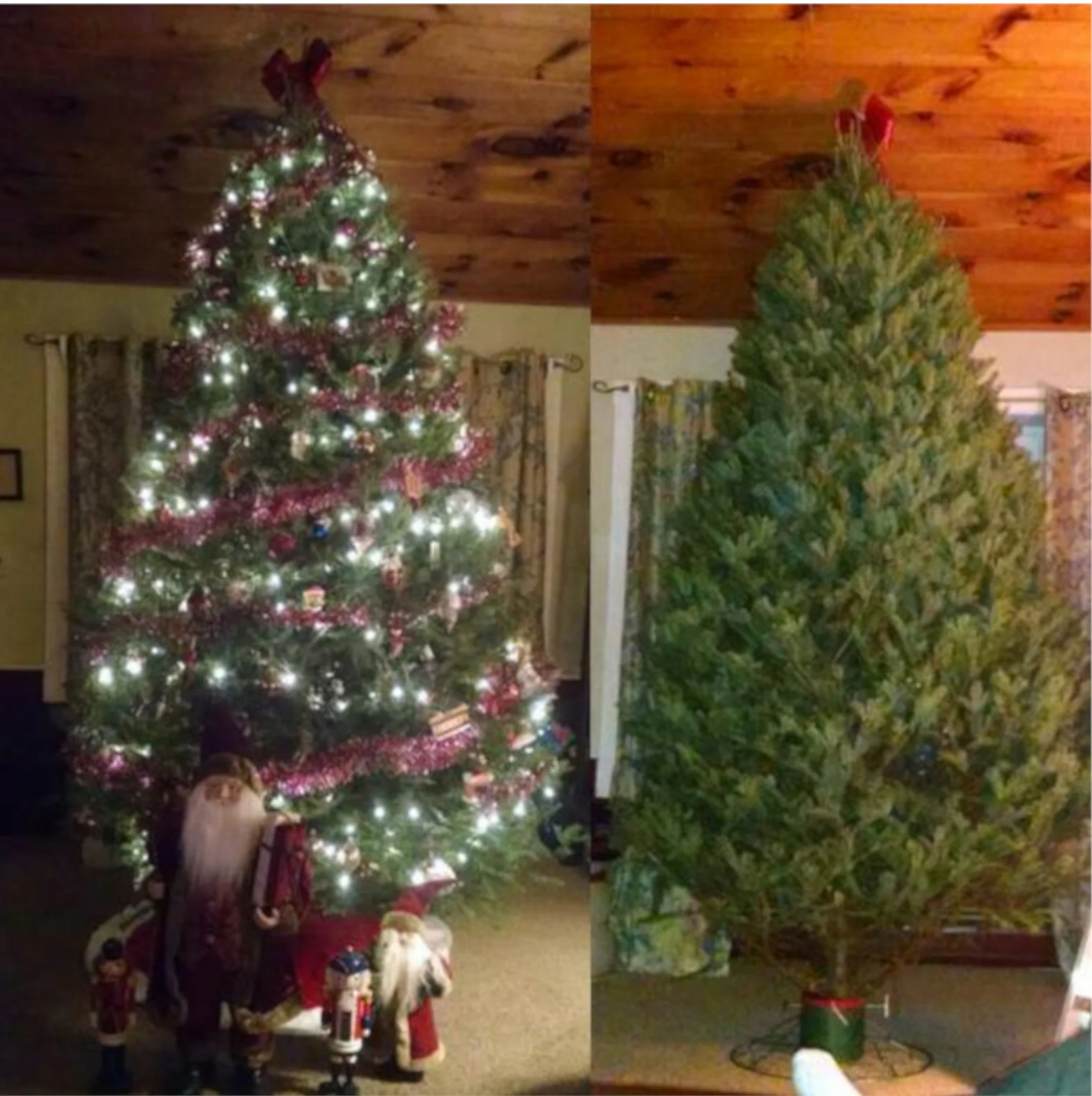 Real Christmas Trees Delivered 7 Foot Premium Balsam-Fraser Fir Hybrid - Image 6