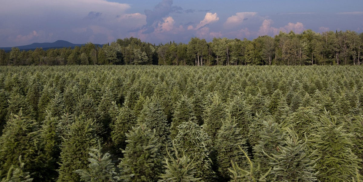 Real Christmas Trees Delivered 7 Foot Premium Balsam-Fraser Fir Hybrid - Image 7