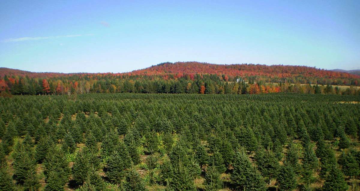 Real Christmas Trees Delivered 7 Foot Premium Balsam-Fraser Fir Hybrid - Image 8