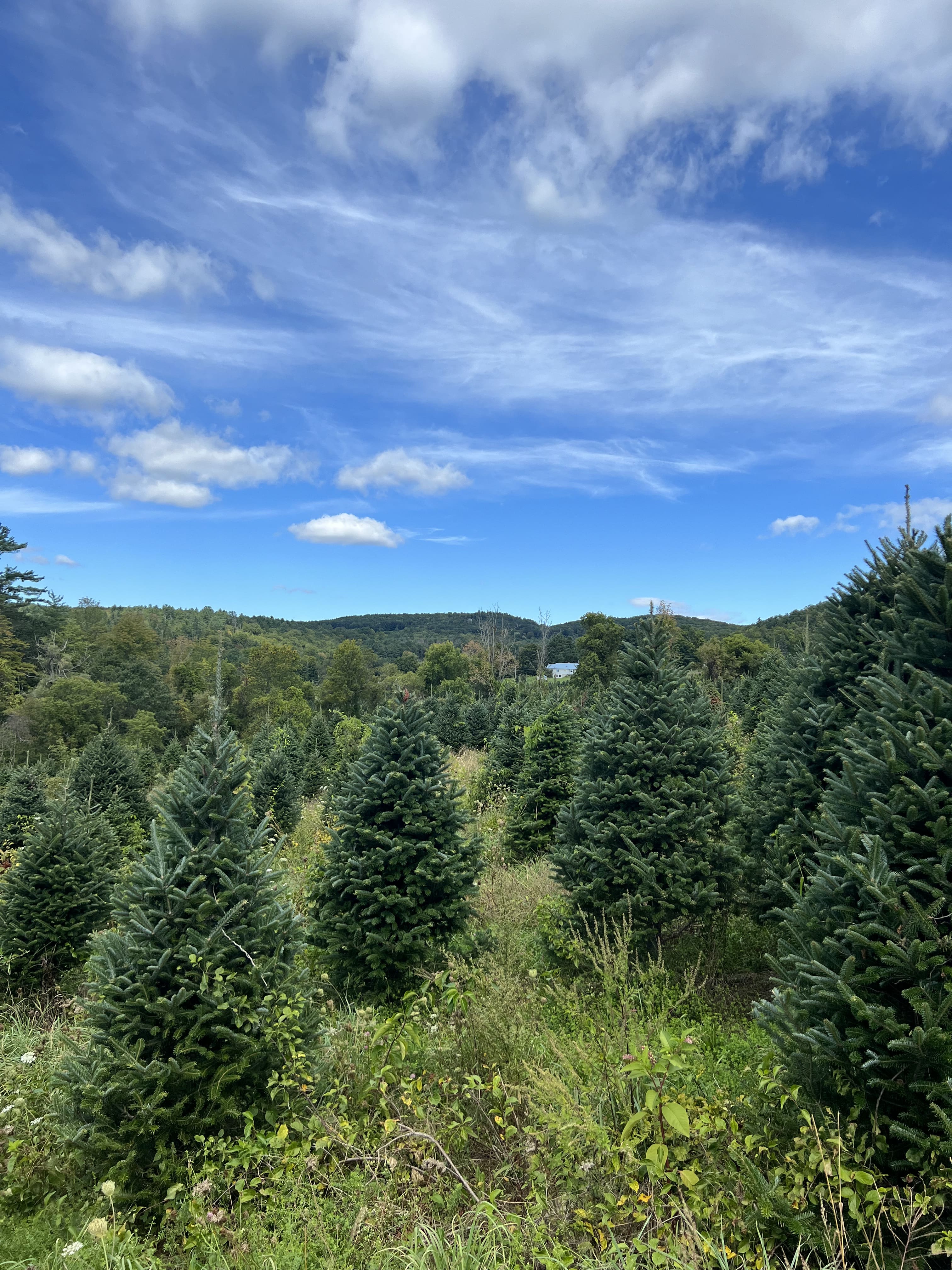 Real Christmas Trees Delivered 7 Foot Premium Fraser Fir - Image 4