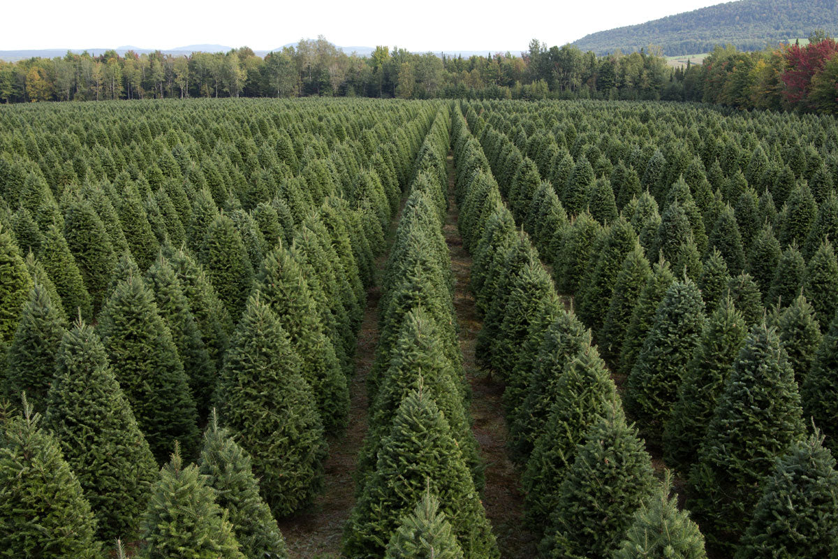 Real Christmas Trees Delivered 7 Foot Premium Fraser Fir - Image 6
