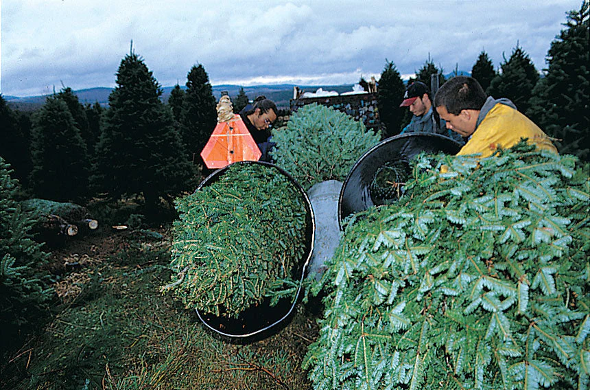 Real Christmas Trees Delivered 8 Foot Premium Balsam Fir Christmas Tree - Image 5