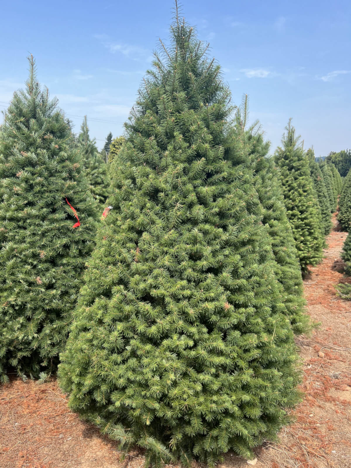 Real Christmas Trees Delivered Douglas Fir - Image 3