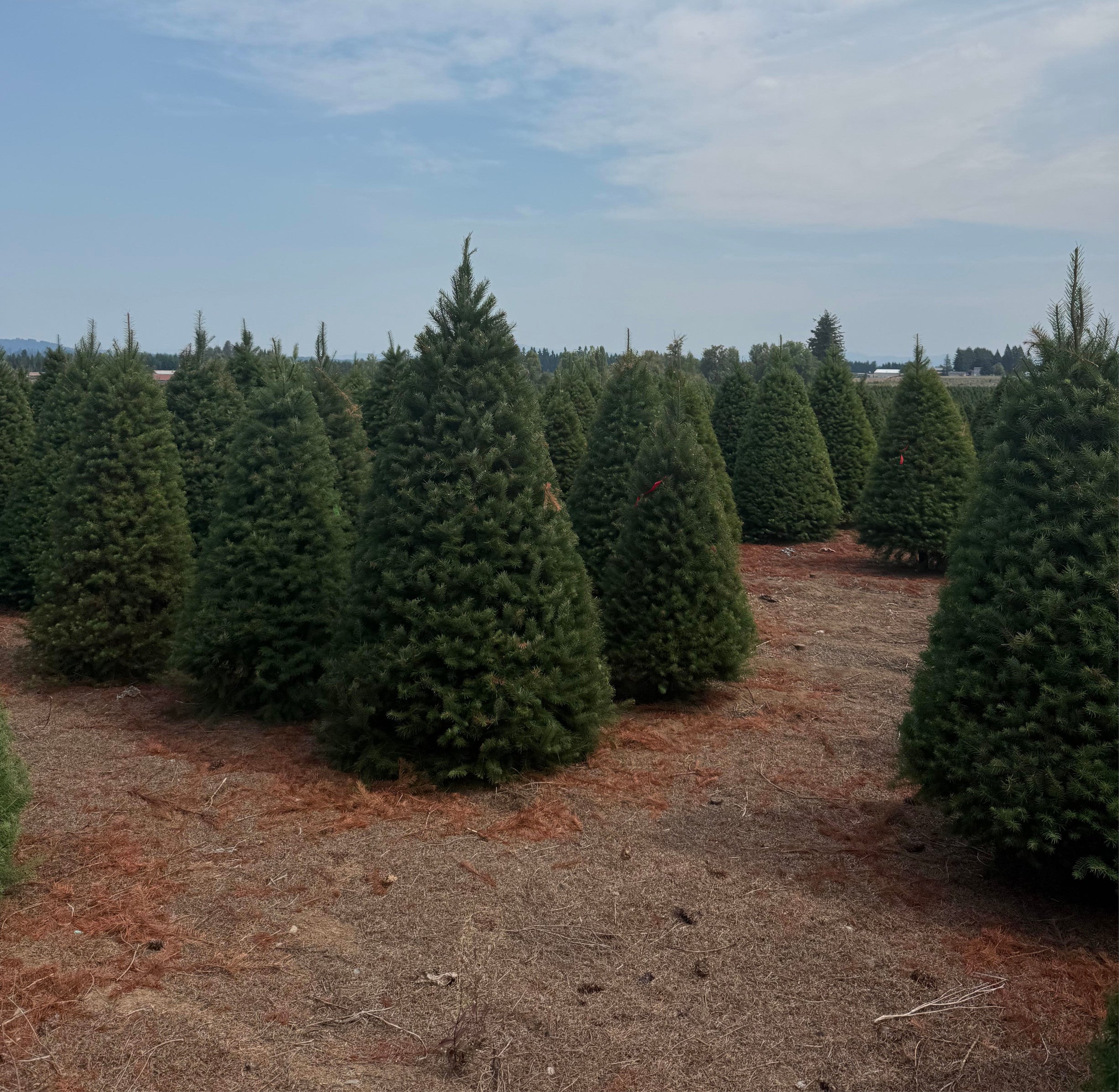 Real Christmas Trees Delivered Douglas Fir - Image 4